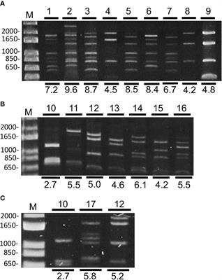 A Temporal Diversity Analysis of Brazilian Begomoviruses in Tomato Reveals a Decrease in Species Richness between 2003 and 2016